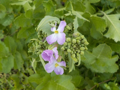 japan 実生の大根の花が咲いています。 4月