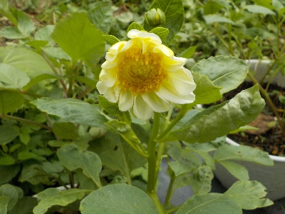 japan 今年種蒔きしたダリが咲きました。 8月