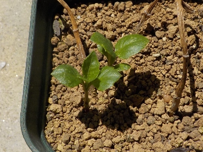 japan 去年の秋に挿し芽したダリアから芽が出ました。 5月