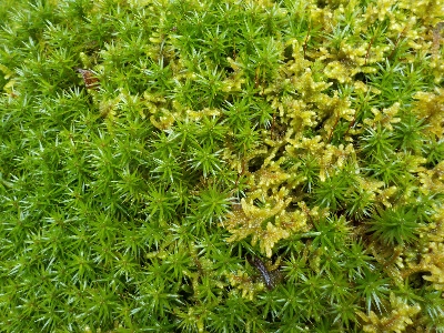 japan 湿気が多いのかコケが茂っています。 1月