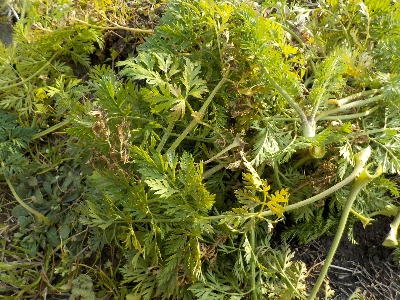 japan ニンジンの葉は食べた方がいいのかな?。 1月