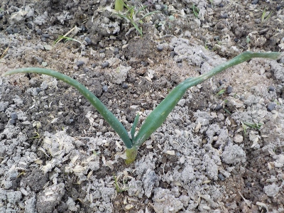 japan 玉ねぎが育っていません。 2月