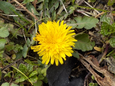 japan 背の低いタンポポがあちこちで咲いてました。 2月