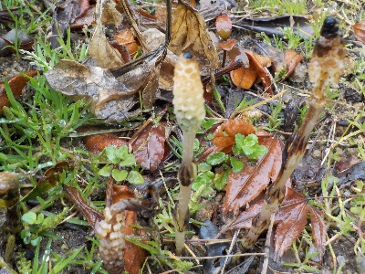 japan 庭にツクシが発生しています。 3月