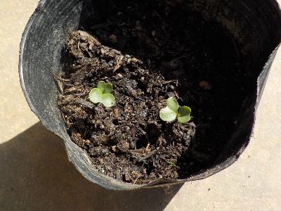 japan 花と野菜の土にタネを蒔いています。 3月