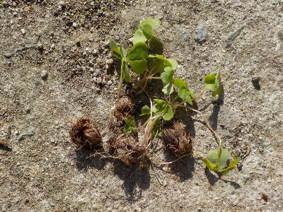 japan カタバミっで植木鉢によく生えますね。 5月