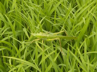 japan 稲の苗に大きなバッタがいました。 5月
