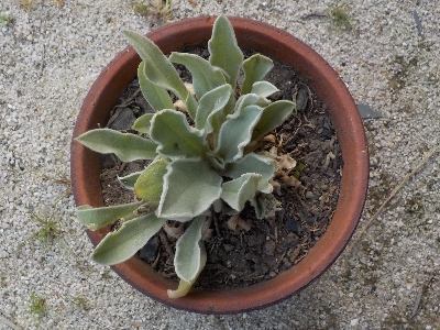 japan 田んぼの横にシルバーリーフが生えていました。 5月