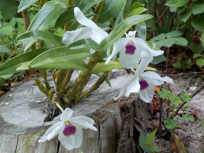 japan セッコクが咲いていました。 5月