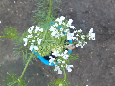 japan 今年もパクチーは上手く成長させることが出来ませんでした。 6月