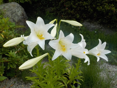 japan 鉄砲ユリが咲きました。 6月
