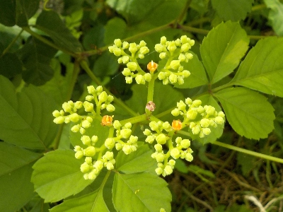 japan ヤブガラシを引っこ抜いています。 7月