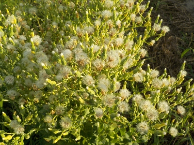 japan 葉っぱ物のタネが出来そうです。 7月