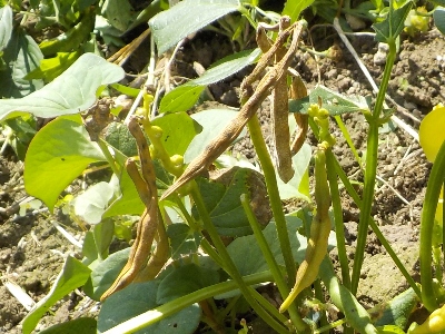 japan 北海道産小豆から小豆が出来ました。 8月