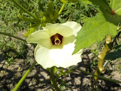 japan このごろ2日に1回オクラを収穫しています。 8月