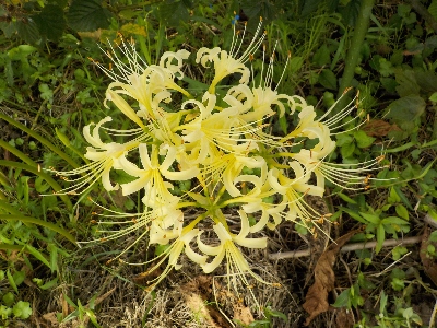 japan 白い彼岸花が咲きました。 9月