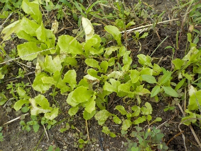 japan レタスの仲間の苗が育ってます。 9月