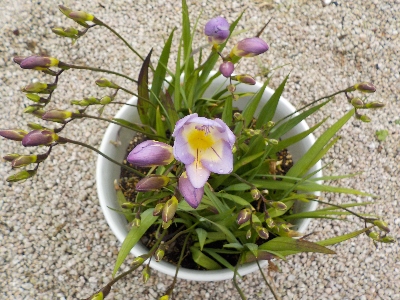 japan 深植え過密フリージアが開花しました。 4月