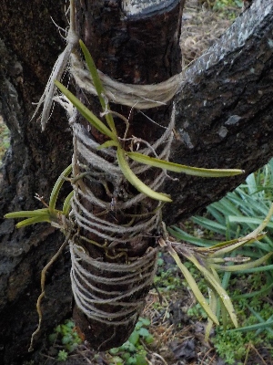 japan 風蘭は直射日光や強い雨に当たっています。 1月