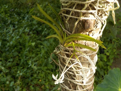 japan 風蘭をフリーメンテナンスにしたら興味がなくなりました。 7月