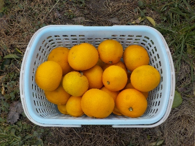 japan 家に貯蓄していた柑橘が減ったのでハッサクを大量収穫しました。 1月