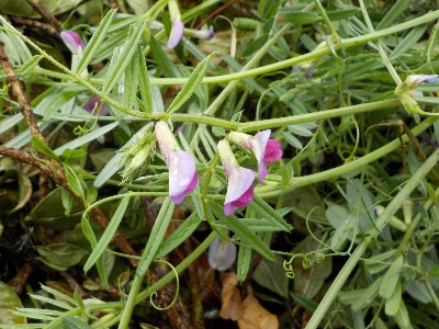 japan ヘアリーベッチを大切に育てています。 4月