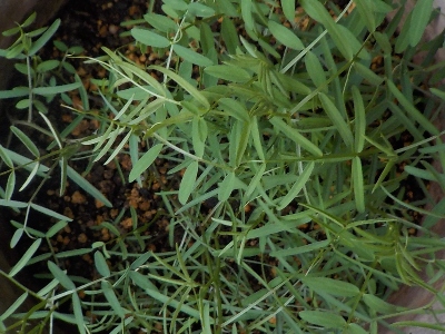 japan ヘアリーベッチを大切に育てています。 4月