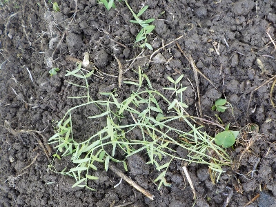 japan ヘアリーベッチの苗を植えつけました。 5月