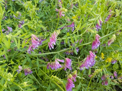 japan ヘアリーベッチが茂っています。 6月