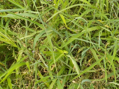 japan ヘアリーベッチは夏草に負けました。 7月