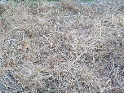 japan ヘアリーベッチと雑草がキレイに枯れました。 8月