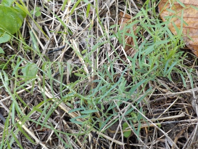 japan 夏にこぼれ落ちたヘアリーベッチのタネが芽を出していました。 11月