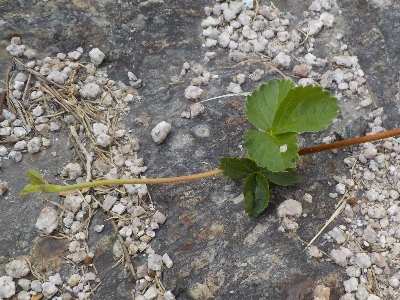 japan 苺からランナーが出ました。 5月