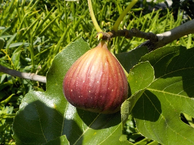 japan イチジクの収穫シーズンです。 8月