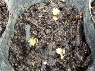 japan 苺の極小苗をポットに植え替えしました。 10月