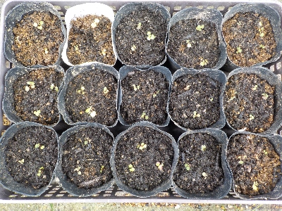 japan 苺の極小苗をポットに植え替えしました。 10月