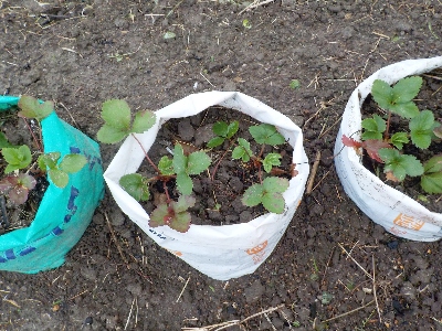 japan 苺の極小苗をポットに植え替えしました。 10月