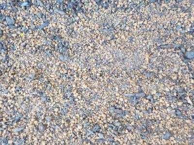 japan 育苗箱に小カブの種蒔き。 12月