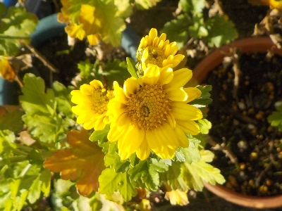 japan 黄色い菊が咲きましたが地味ですね。 1月