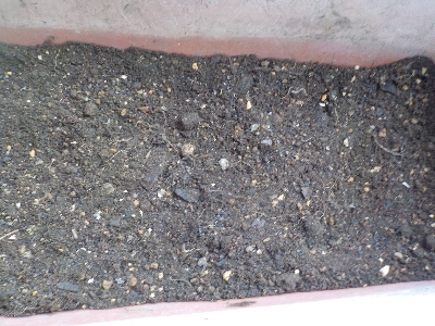 japan プランターにキキョウのタネを蒔きました。 3月