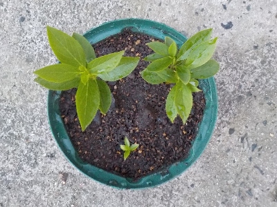 japan キキョウが順調に育っているので植え替えしました。 4月