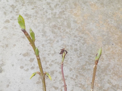 japan 挿し芽したキキョウから芽が出ました。 3月