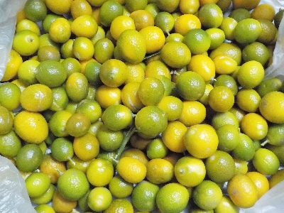 japan 今年の金柑は色が青いものが多かったです。 3月