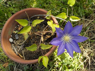 japan 去年ツル伏せしたクレマチスが開花しました。 5月