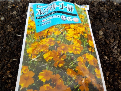 japan フレンチマリードールド（グランドコントロール）のタネを蒔きました。 3月