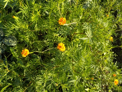 japan フレンチマリーゴールド（グランドコントロール）は巨大です。 6月