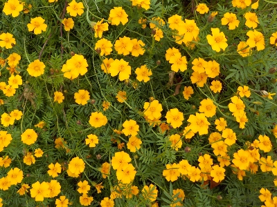 japan 11月くらいがフレンチマリーゴールド（グランドコントロール）は見頃です。 11月