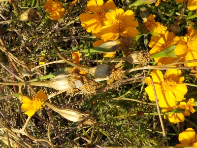 japan 来年の種蒔き用にマリーゴールド（グランドコントロール）のタネを採取しました。 12月