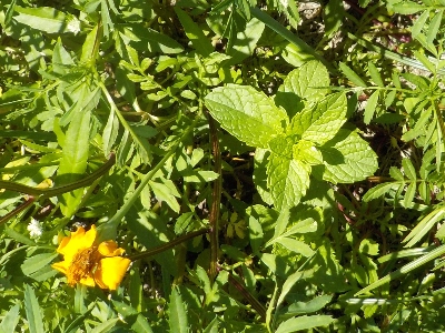 japan 夏野菜の近くにミントを植えましたが、あまり育っていません。 8月