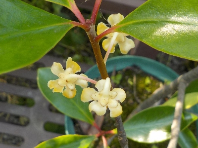 japan 植木鉢のモッコクに花が付きました。 7月
